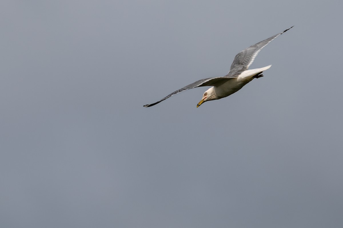 Ring-billed Gull - ML645616722