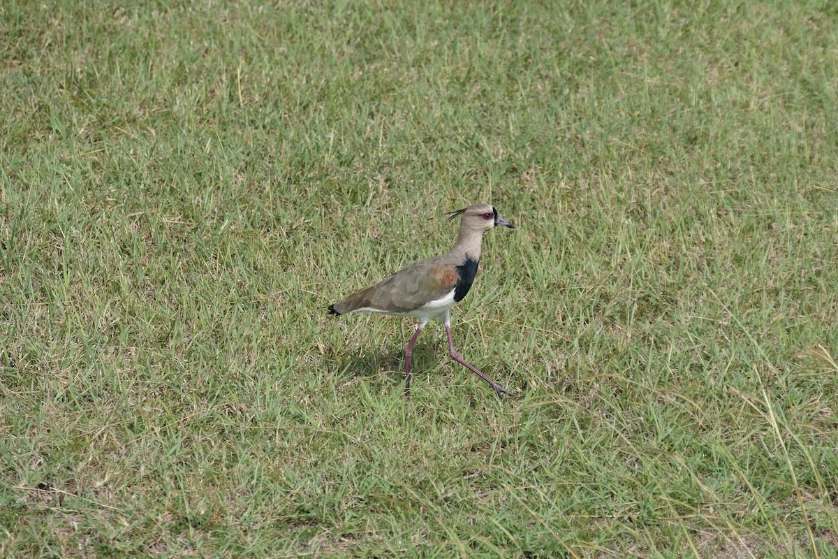 Bronzekiebitz - ML645616723