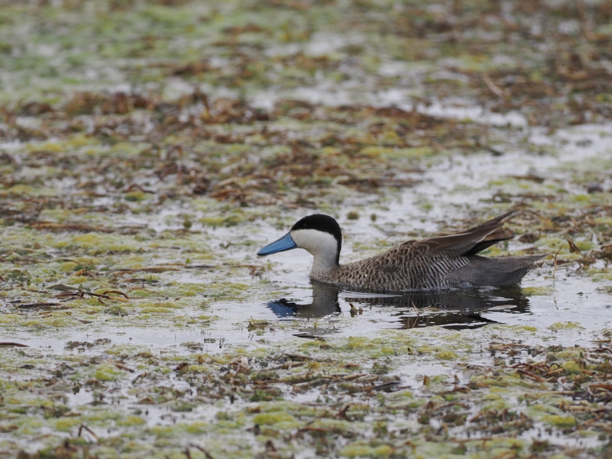 Puna Teal - ML645616724