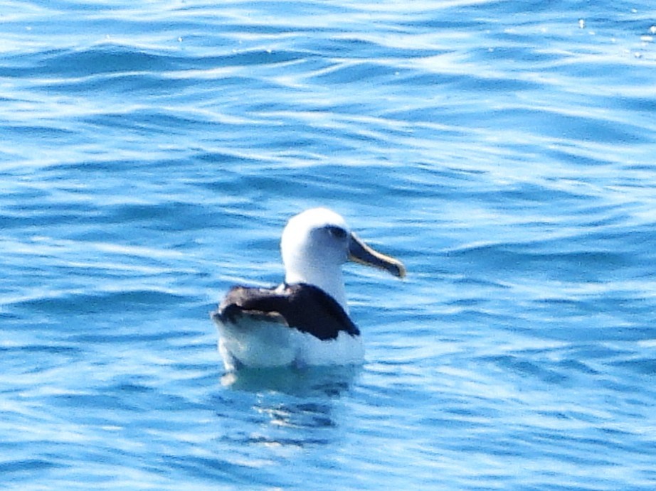 Buller's Albatross - ML645616727