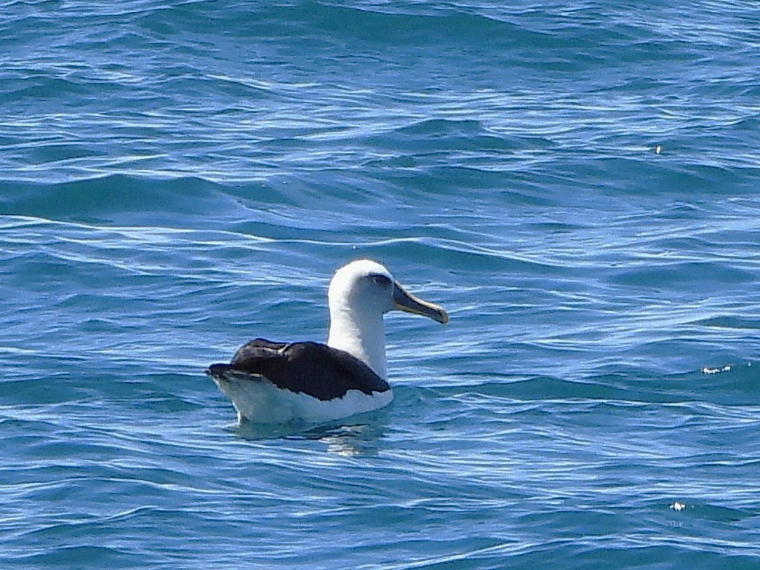 Buller's Albatross - ML645616728