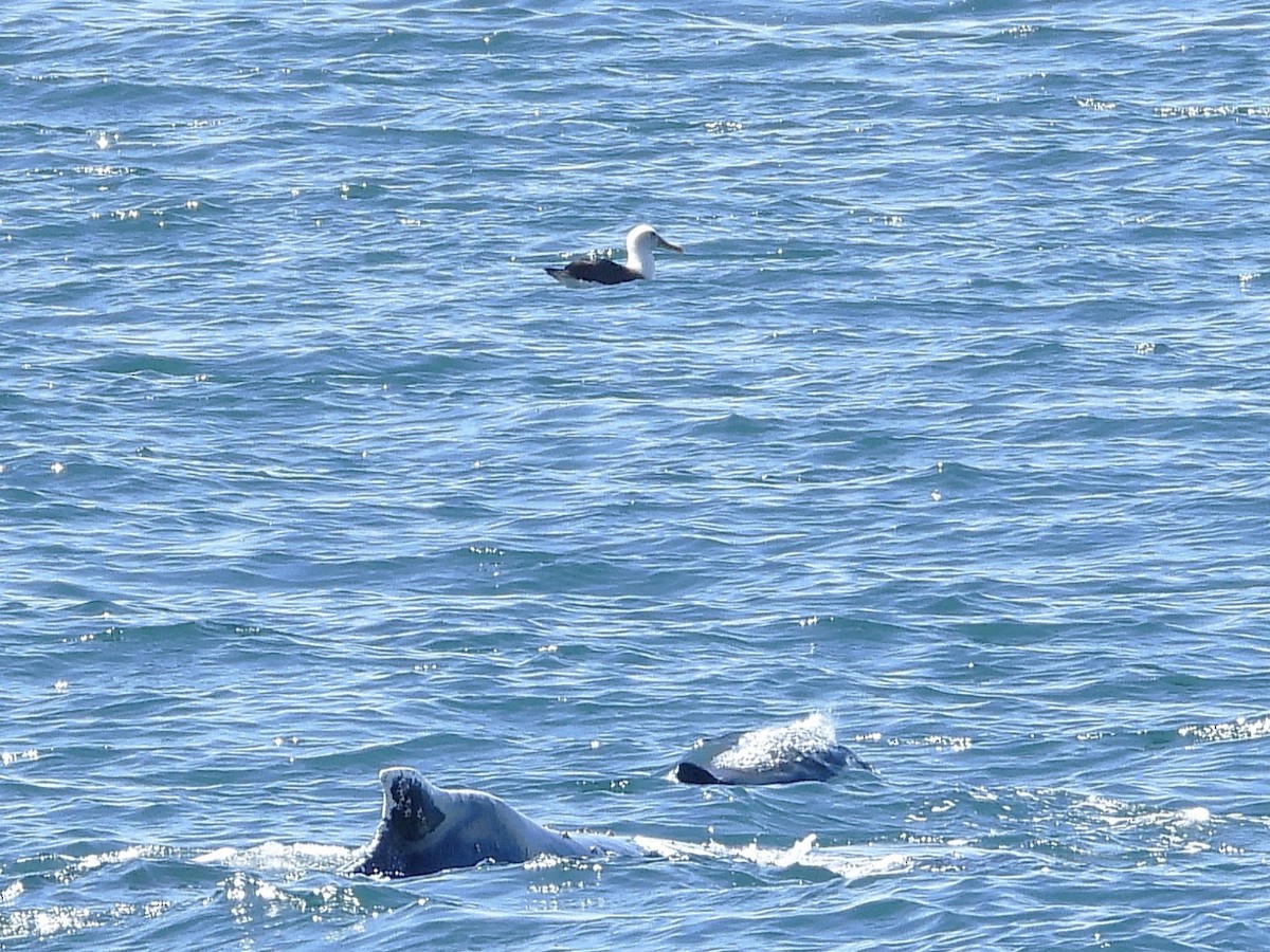 Buller's Albatross - ML645616729