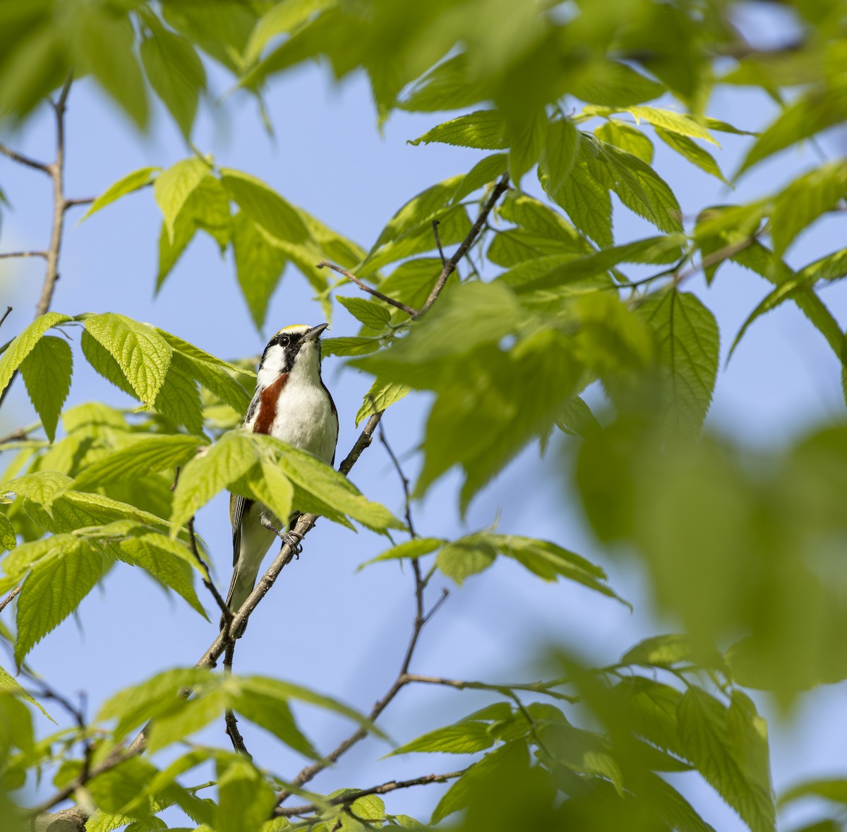 Chestnut-sided Warbler - ML645616730