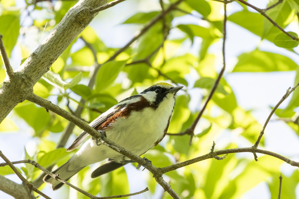 Chestnut-sided Warbler - ML645616731