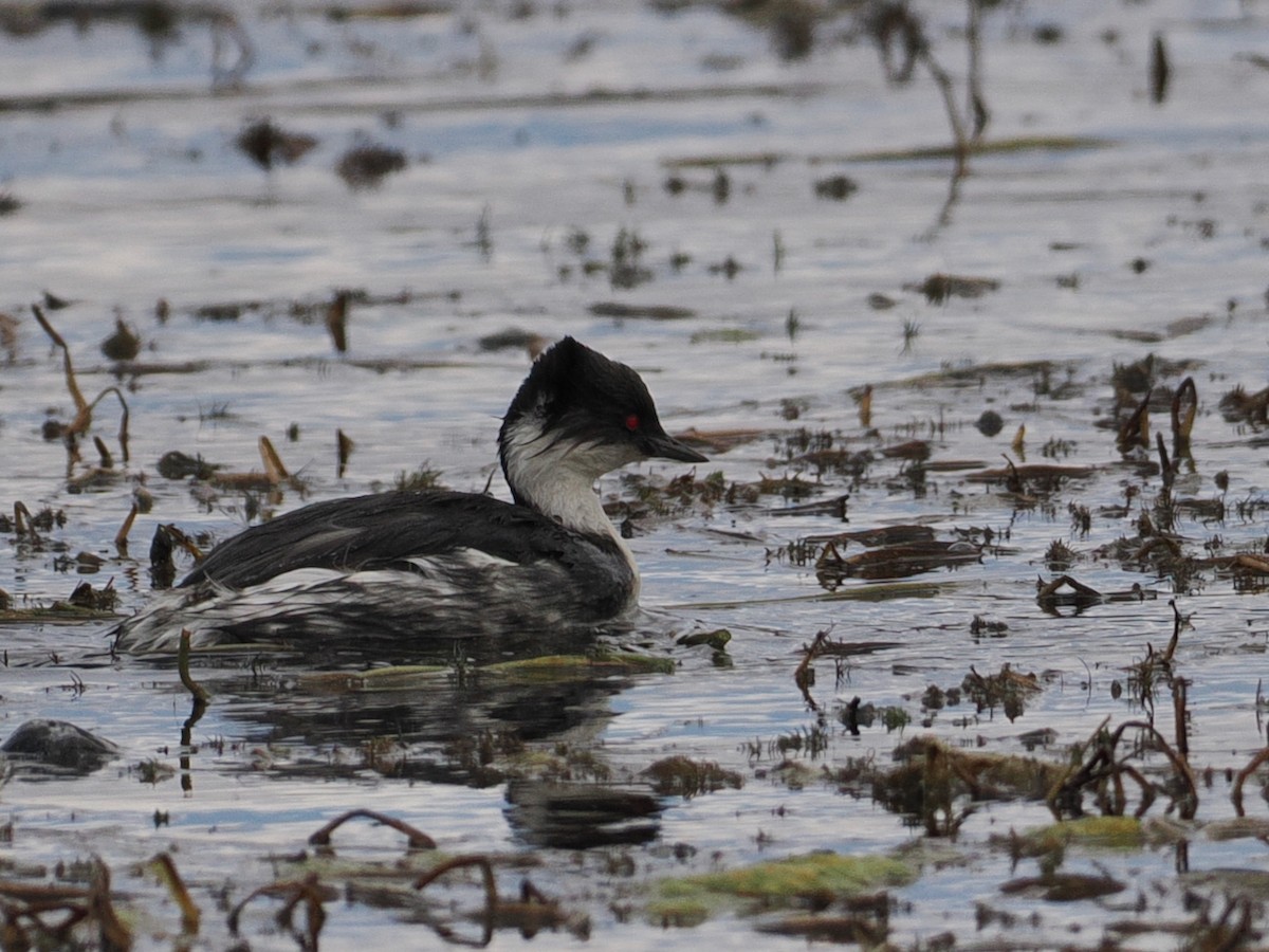 potápka stříbřitá - ML645616735