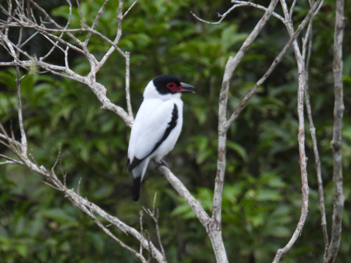 Black-tailed Tityra - ML645616736