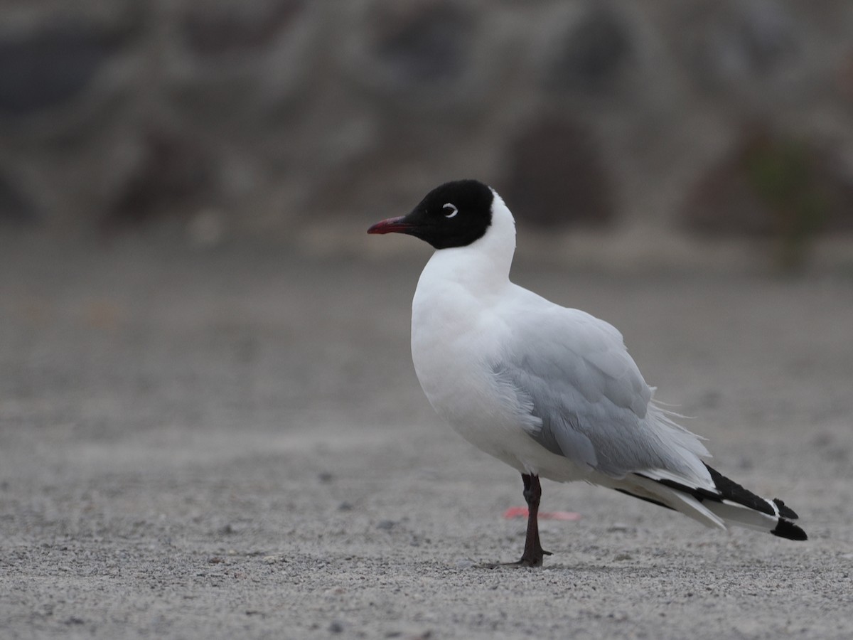 Andean Gull - ML645616737