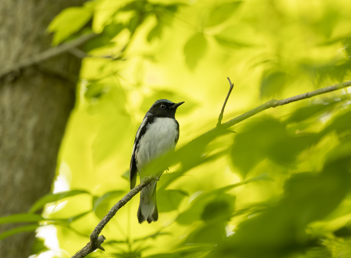 סבכון שחור-גרון - ML645616738