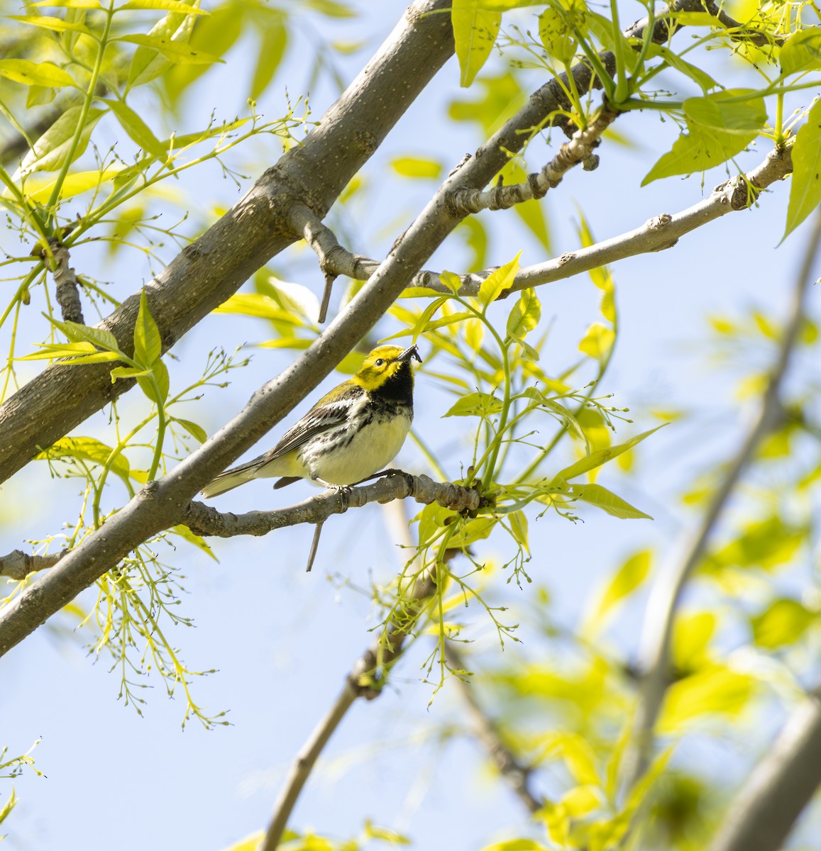 Black-throated Green Warbler - ML645616740