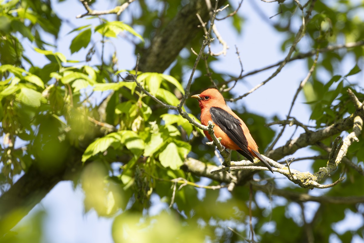 Scarlet Tanager - ML645616759