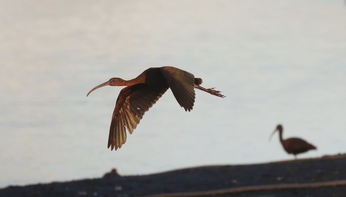 Glossy Ibis - ML645616774