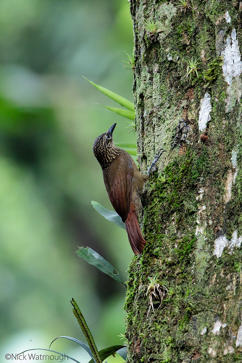 Cocoa Woodcreeper - ML645616775