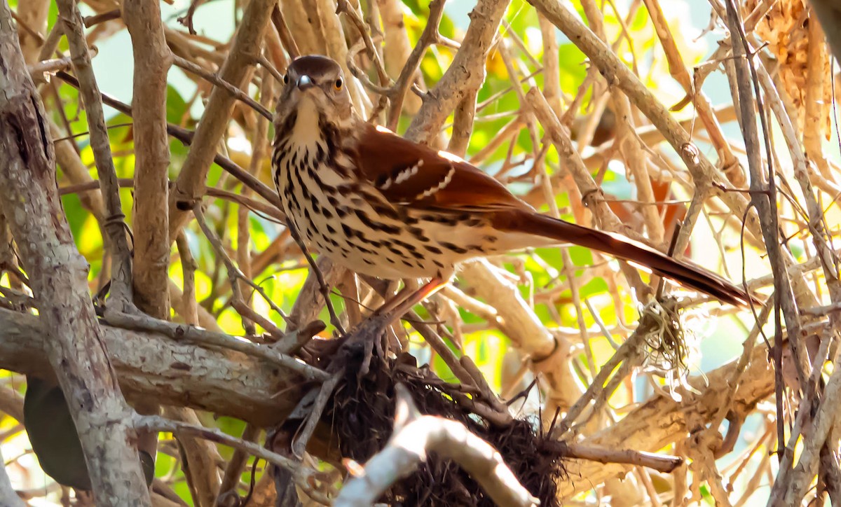 Brown Thrasher - ML645616778