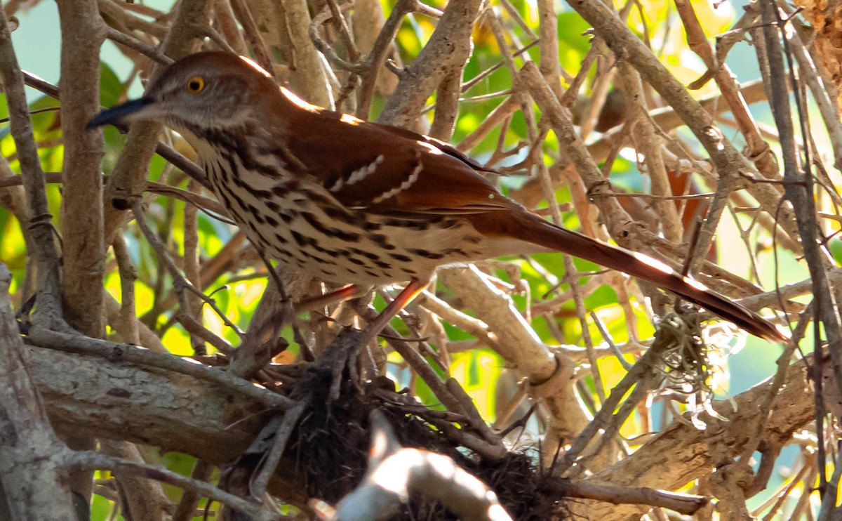 Brown Thrasher - ML645616779