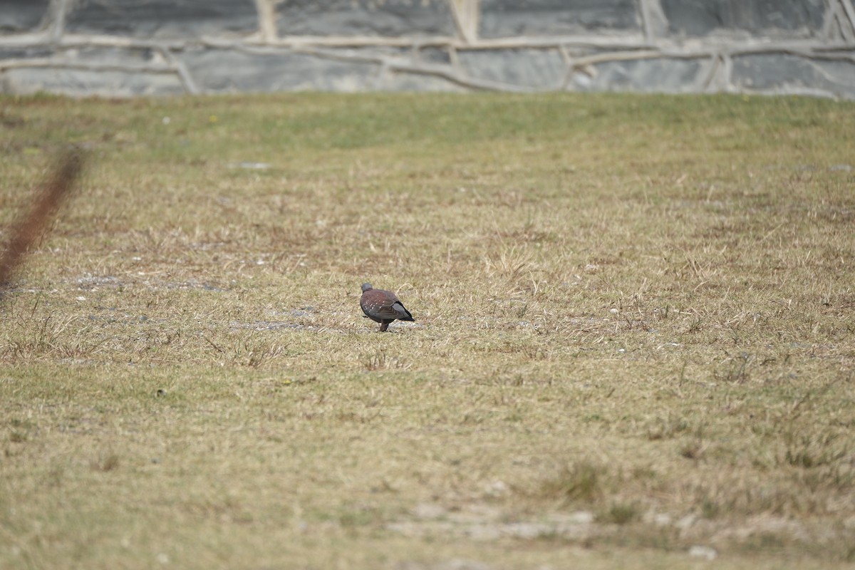 Крапчатый голубь - ML645616781