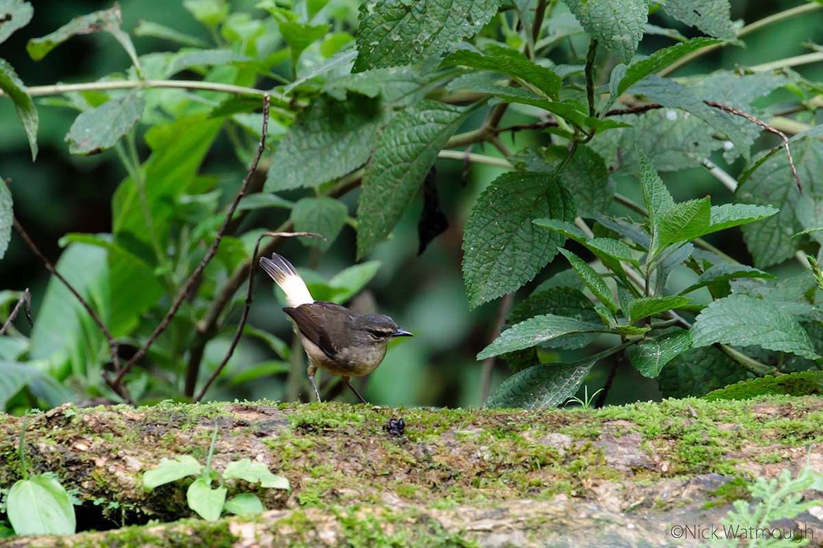 Buff-rumped Warbler - ML645616782