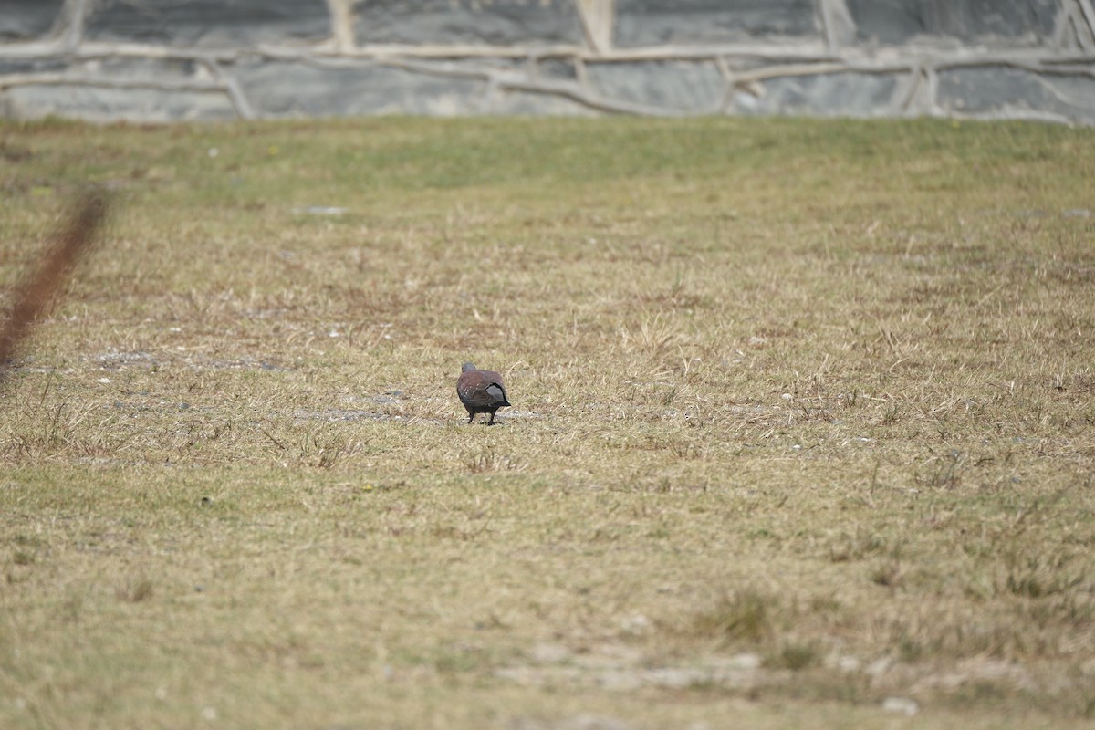 Крапчатый голубь - ML645616784