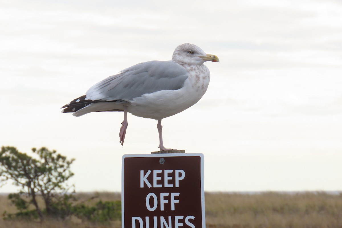 American Herring Gull - ML645616785