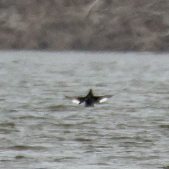White-winged Scoter - ML645616793