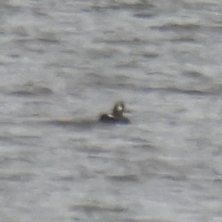 White-winged Scoter - ML645616794