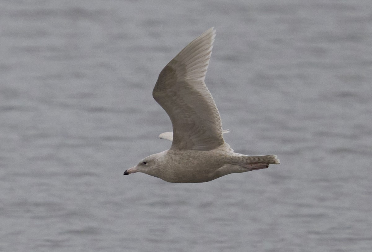 Gavión Hiperbóreo - ML645616798