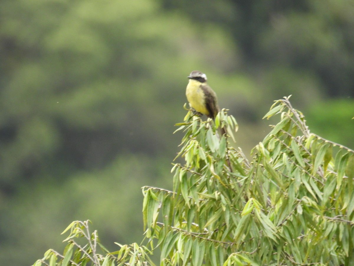 Three-striped Flycatcher - ML645616807