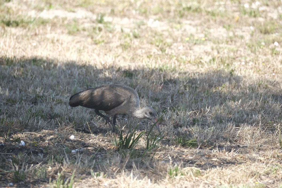 Хагедаш - ML645616811