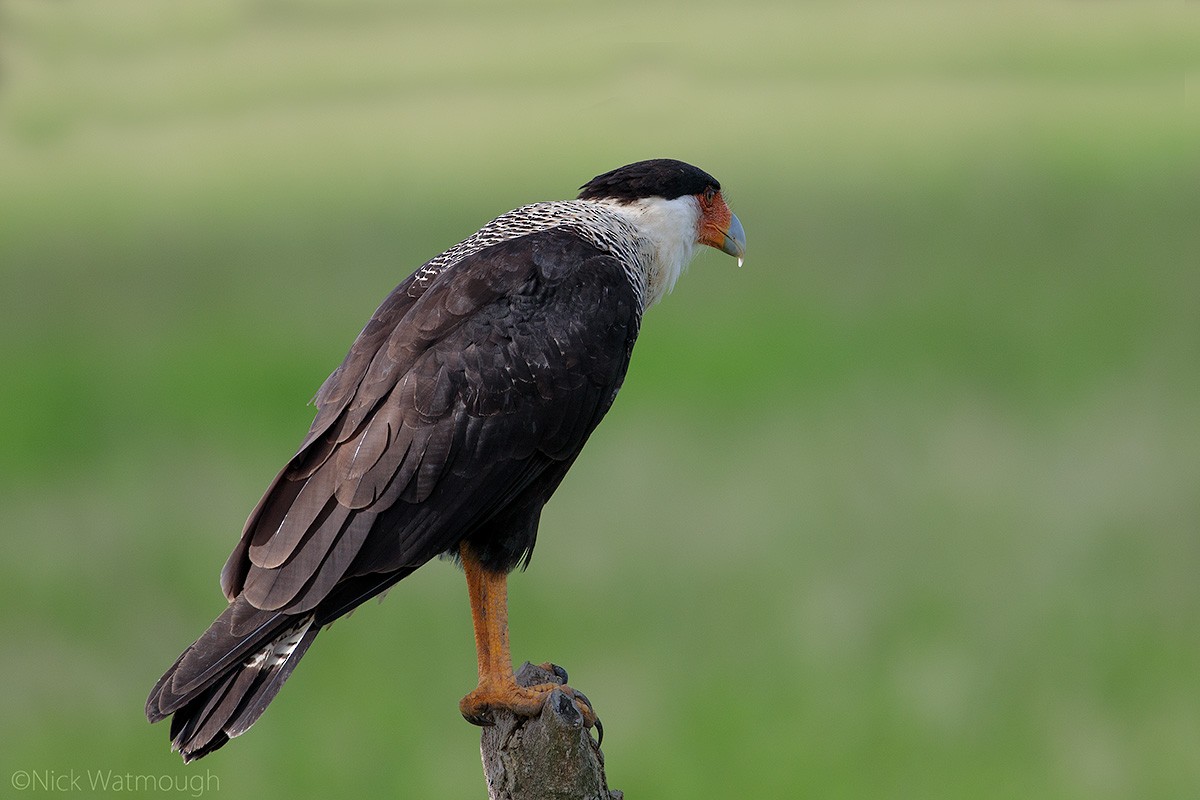 Crested Caracara - ML645616813