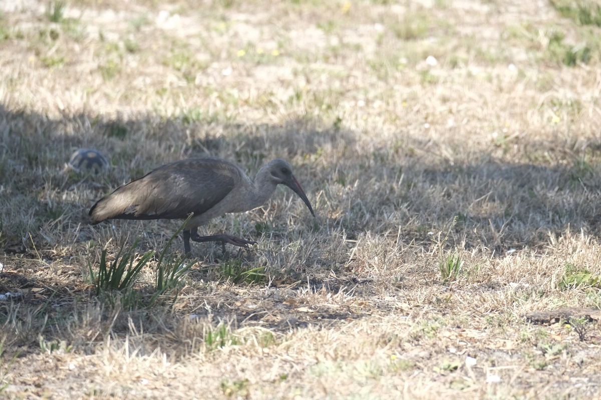 Хагедаш - ML645616815