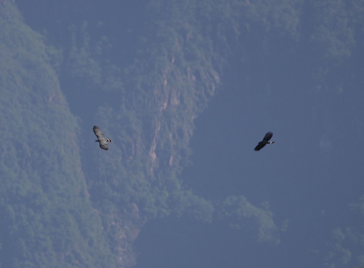 Hook-billed Kite - ML645616819