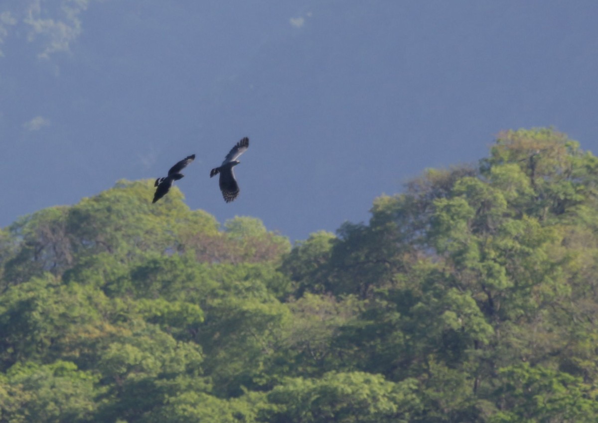 Hook-billed Kite - ML645616820