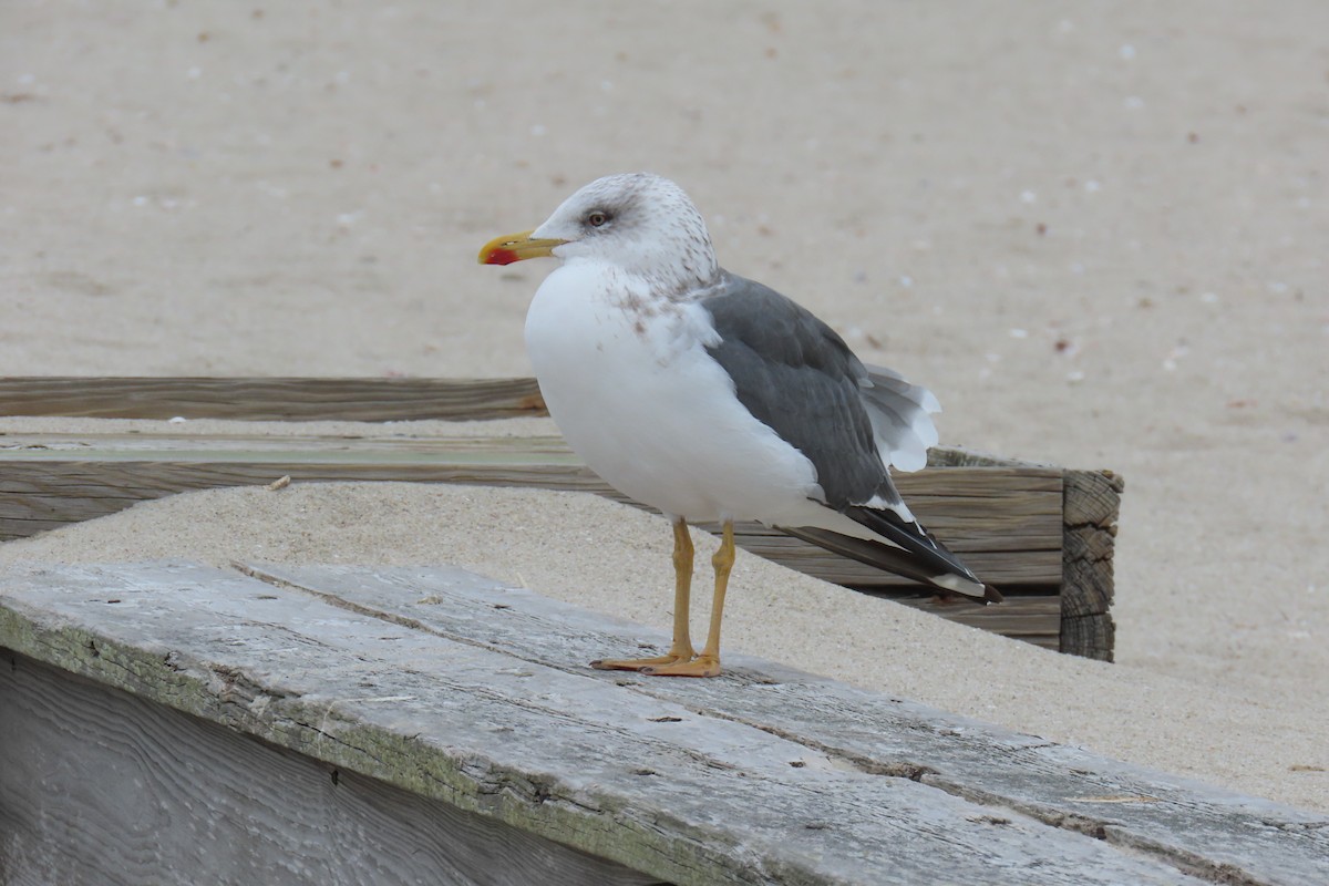 Zafferano - ML645616821