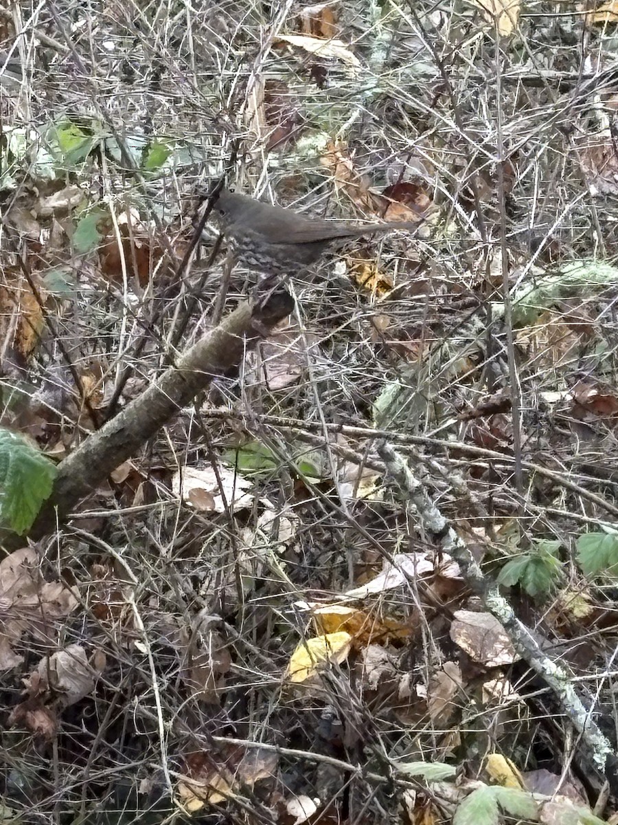 Fox Sparrow (Sooty) - ML645616829