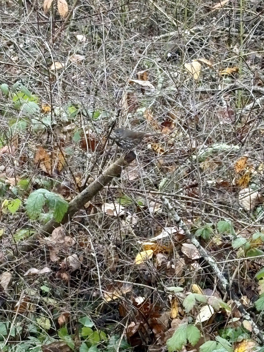 Fox Sparrow (Sooty) - ML645616830
