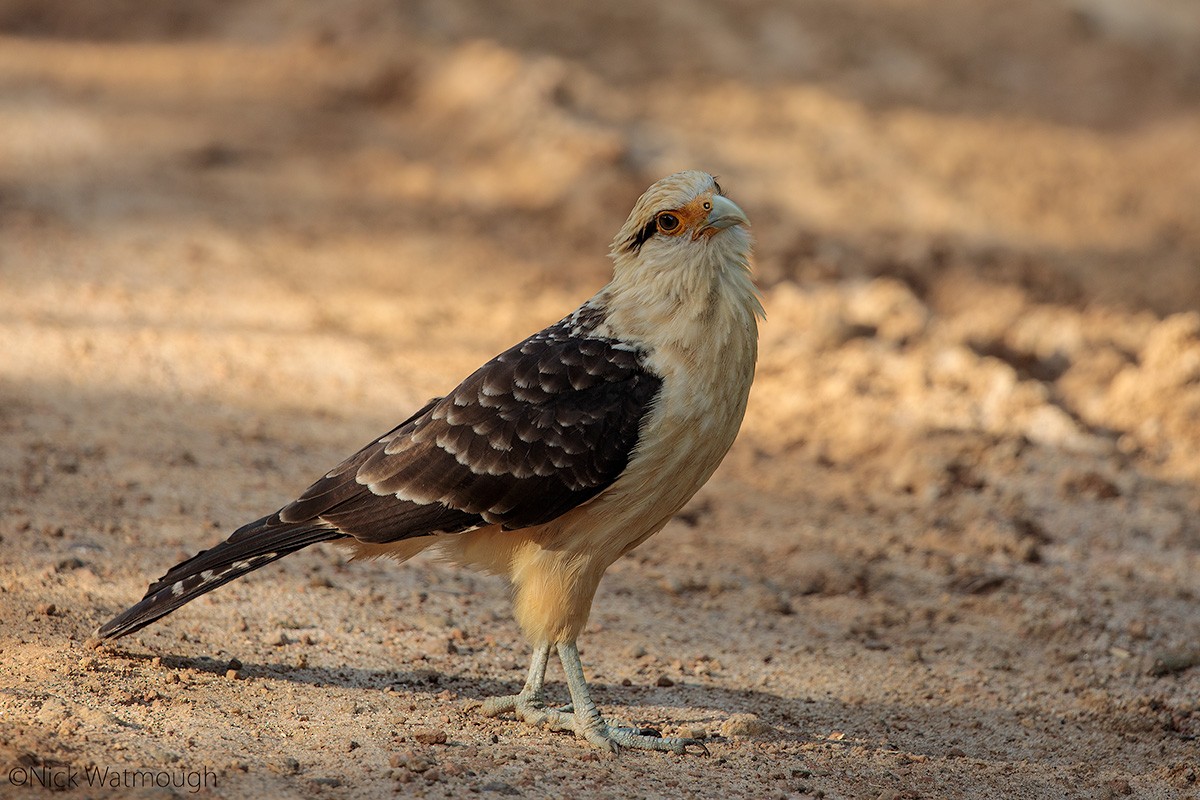 Yellow-headed Caracara - ML645616841