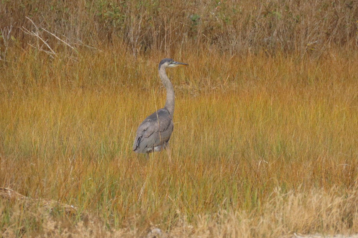 Great Blue Heron - ML645616849