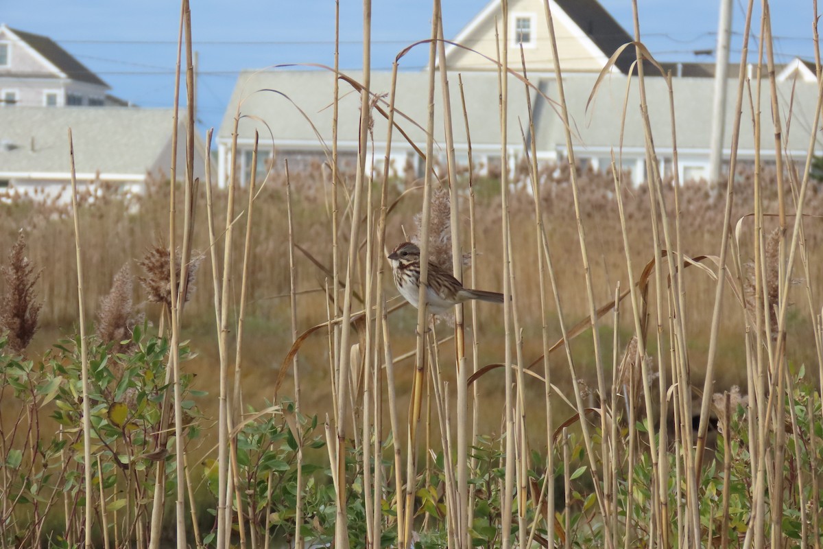 Song Sparrow - ML645616855