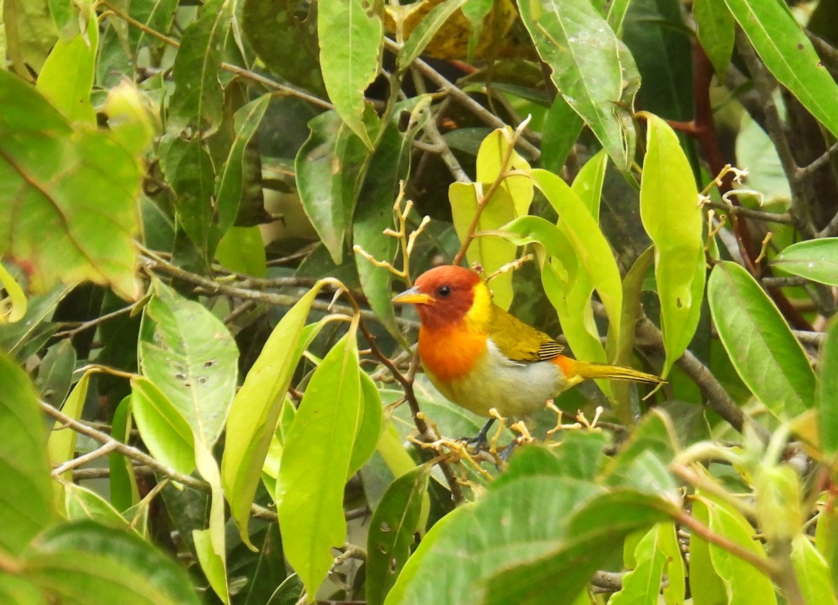 Guira Tanager - ML645616865