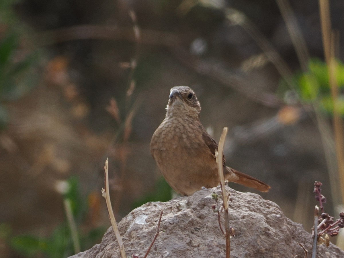 White-throated Earthcreeper - ML645616871
