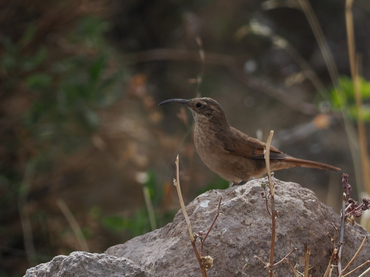 White-throated Earthcreeper - ML645616872