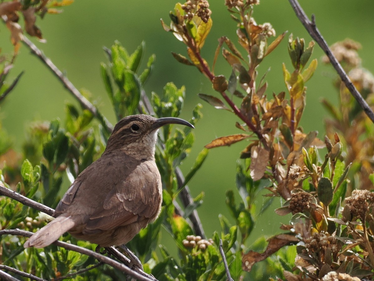 White-throated Earthcreeper - ML645616873