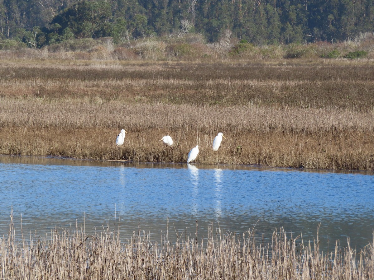 Great Egret - ML645616874