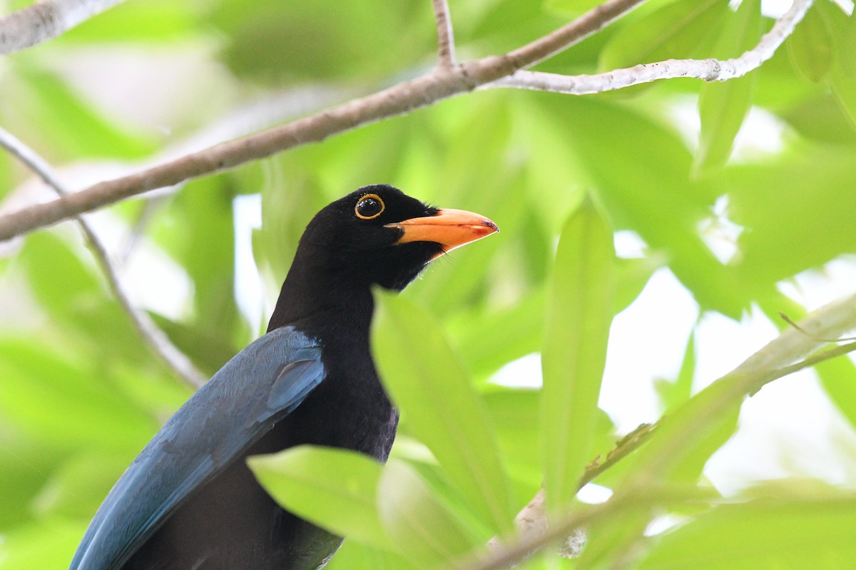 Chara Yucateca - ML645616881