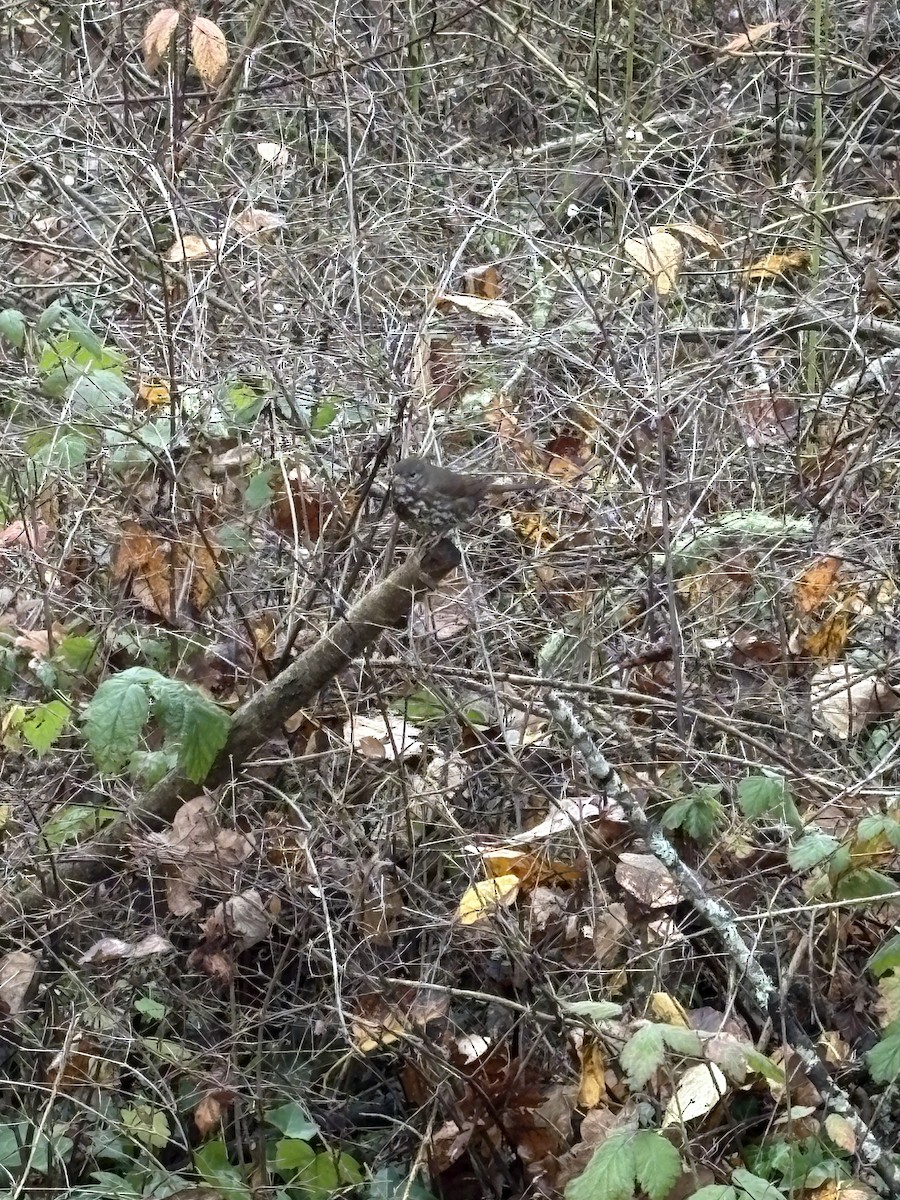 Fox Sparrow (Sooty) - ML645616883