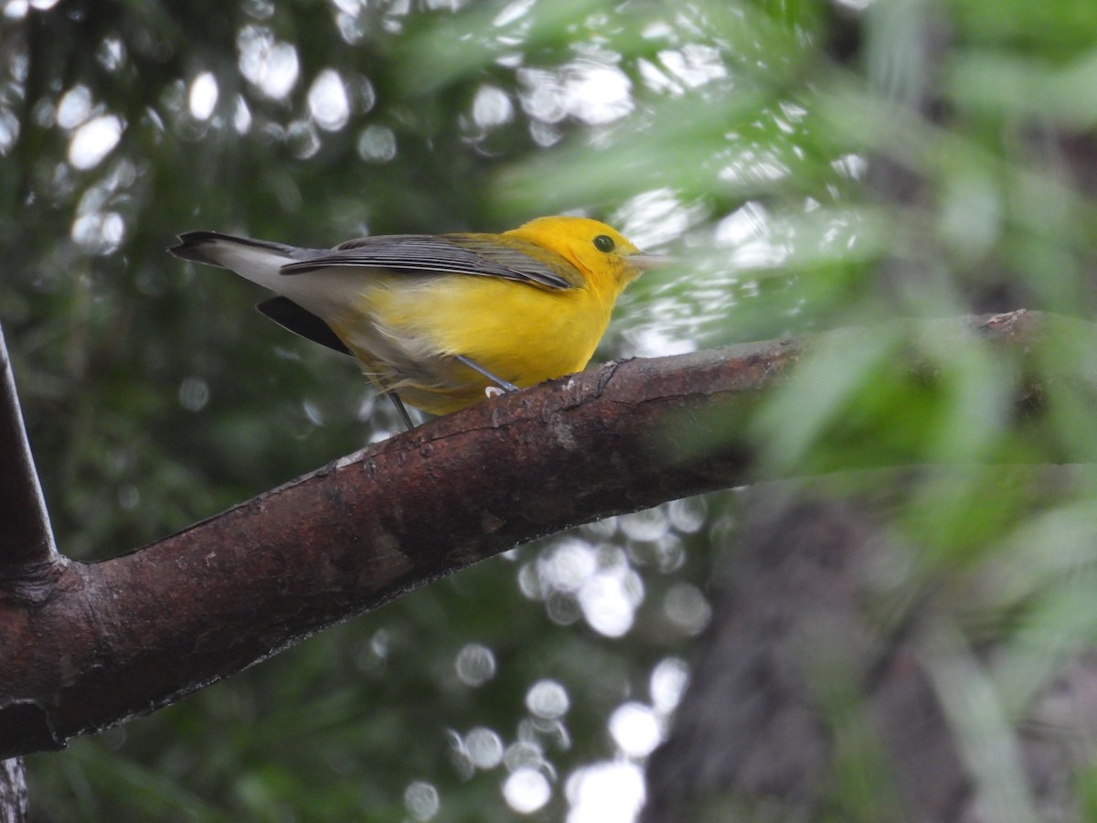 Reinita Protonotaria - ML645616884