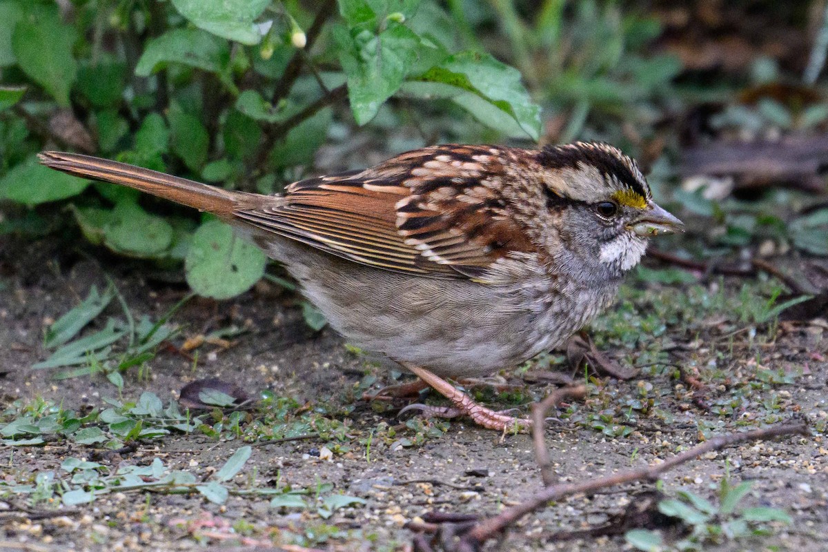 Chingolo Gorjiblanco - ML645616887