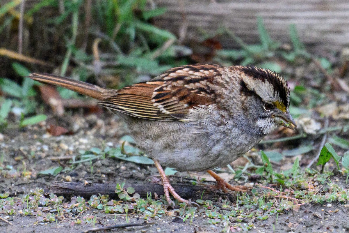 Chingolo Gorjiblanco - ML645616888