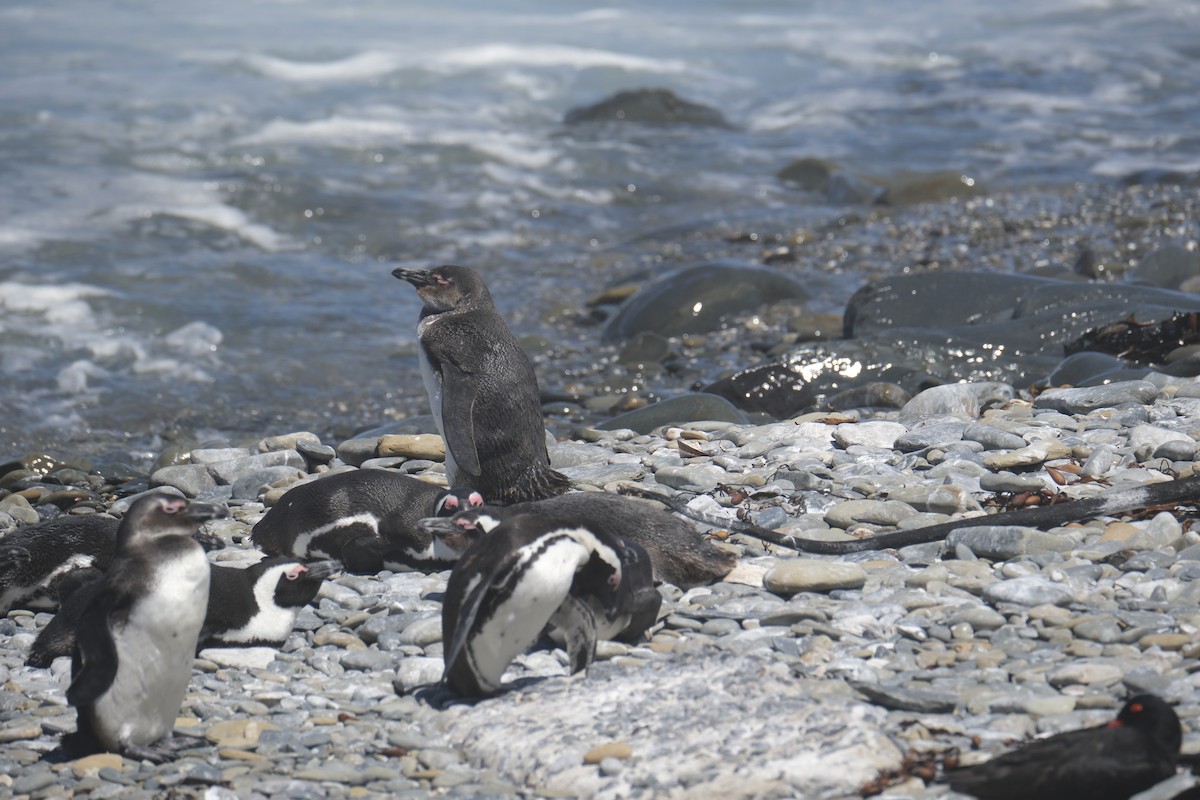 Pingüino de El Cabo - ML645616890