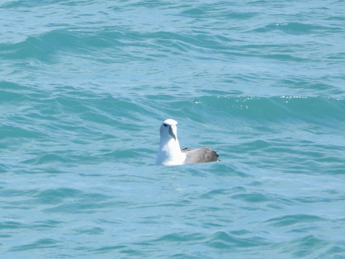 Albatros Cauto - ML645616891