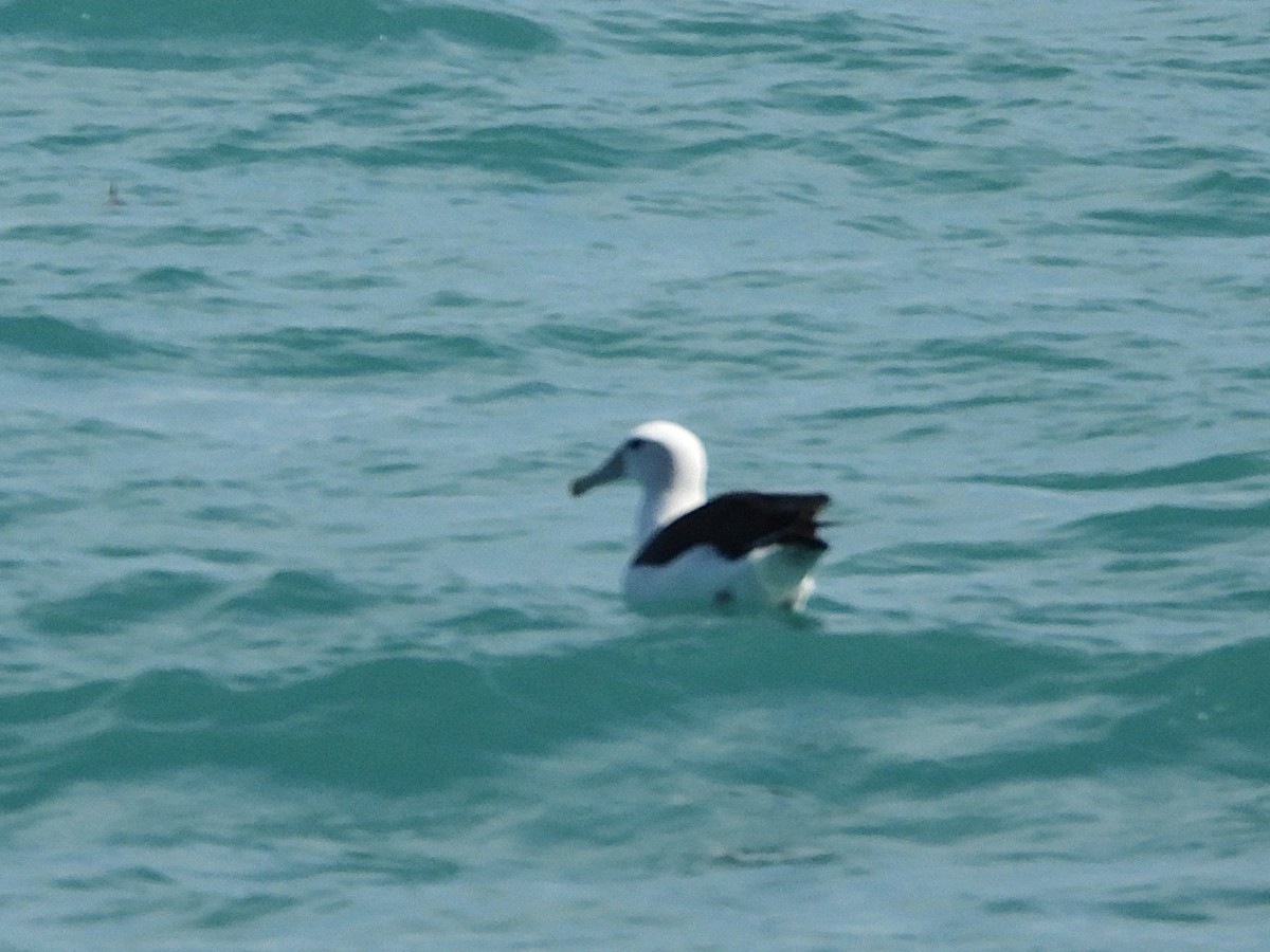 Albatros Cauto - ML645616892